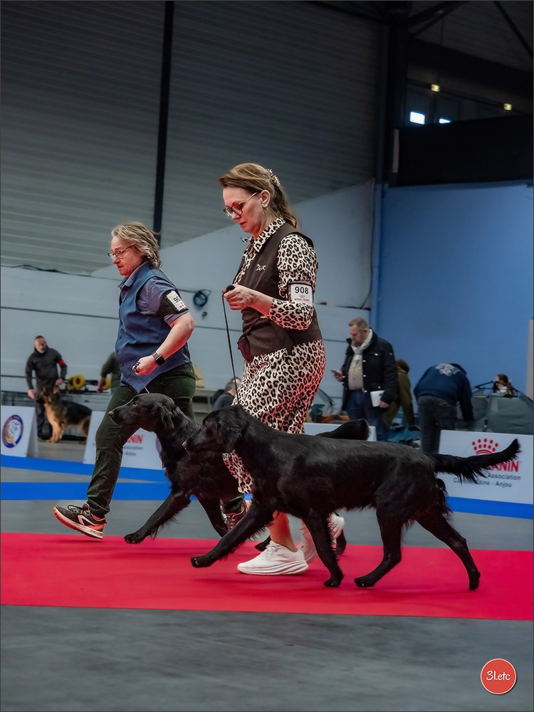 🇫🇷  Angers  🇫🇷  Expo canine  21-22/03/2026. Photographe à Strasbourg | Portraits, Studio, Enfants, Événements