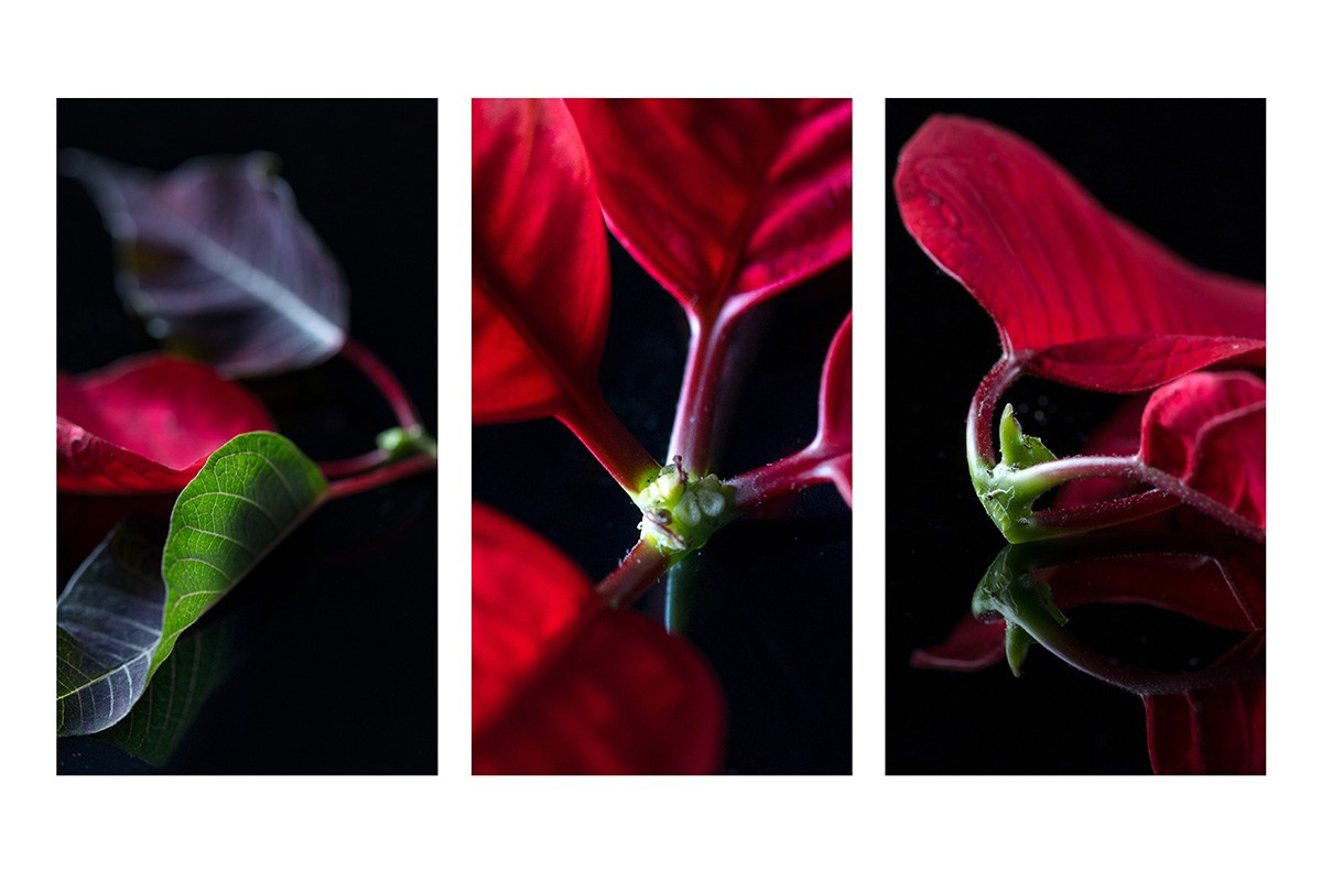 Natură statica  – Fotograf Mariana Roth
