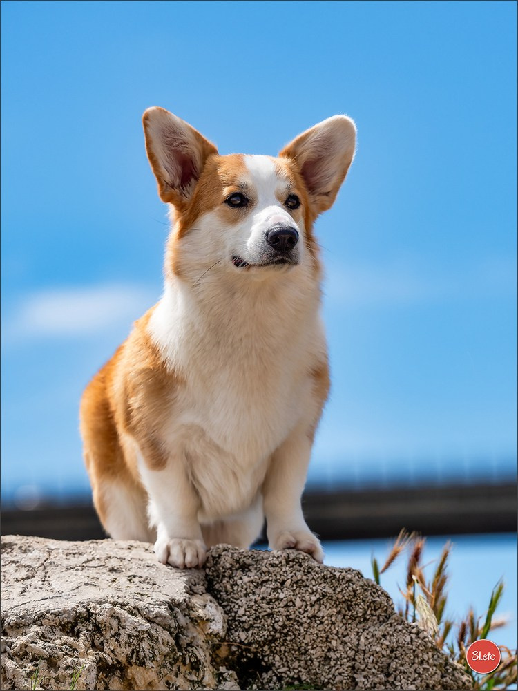 Expo canine 🇫🇷 Martigues  19-20/04/2025. Photographe à Strasbourg | Portraits, Studio, Enfants, Événements
