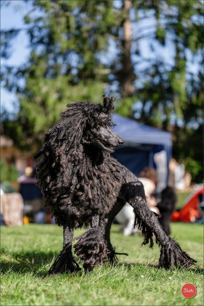 🇫🇷  CHARTRES  🇫🇷  2026  🇫🇷  Exposition Canine Nationale - Château des Boulard