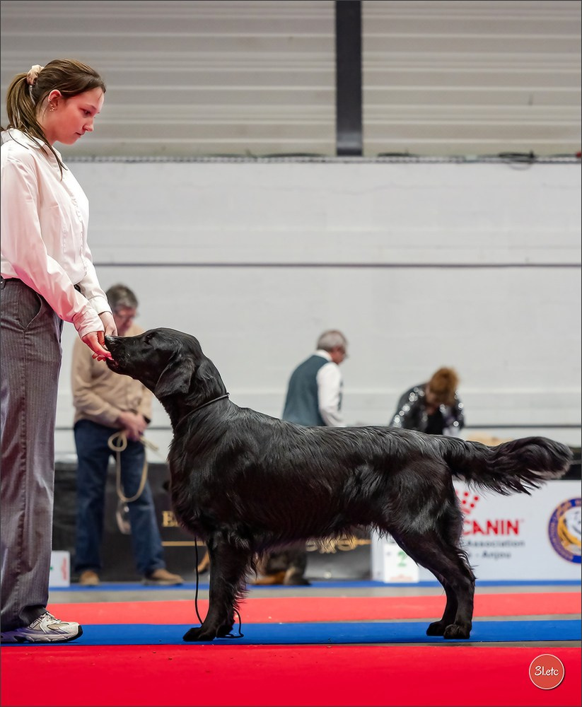 🇫🇷  Angers  🇫🇷  Expo canine  21-22/03/2026. Photographe à Strasbourg | Portraits, Studio, Enfants, Événements