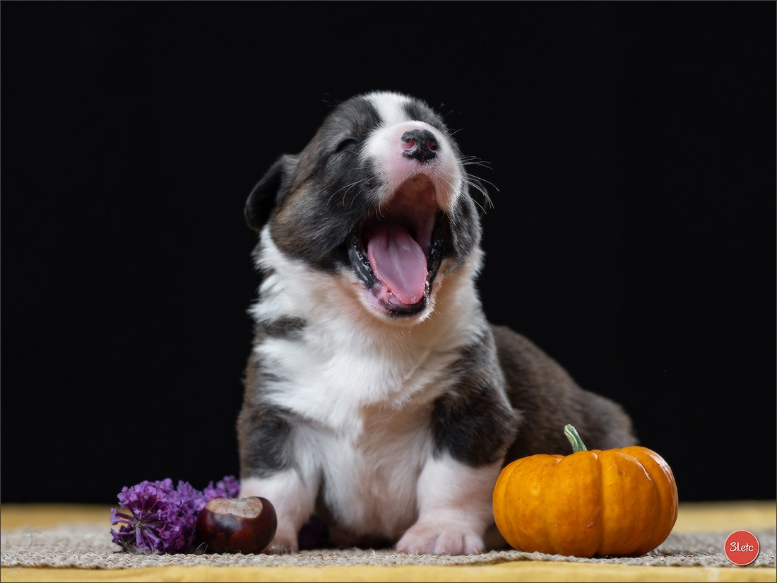 Photographie animalière. Photographe à Strasbourg | Portraits, Studio, Enfants, Événements