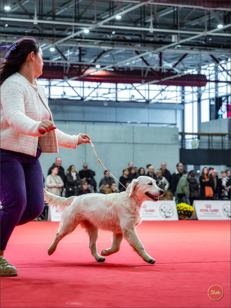 EXPOSITION CANINE NATIONALE ET INTERNATIONALE DE METZ (ACT LORRAINE) METZ (57) - 09 & 10/11/2024. Photographe à Strasbourg | Portraits, Studio, Enfants, Événements