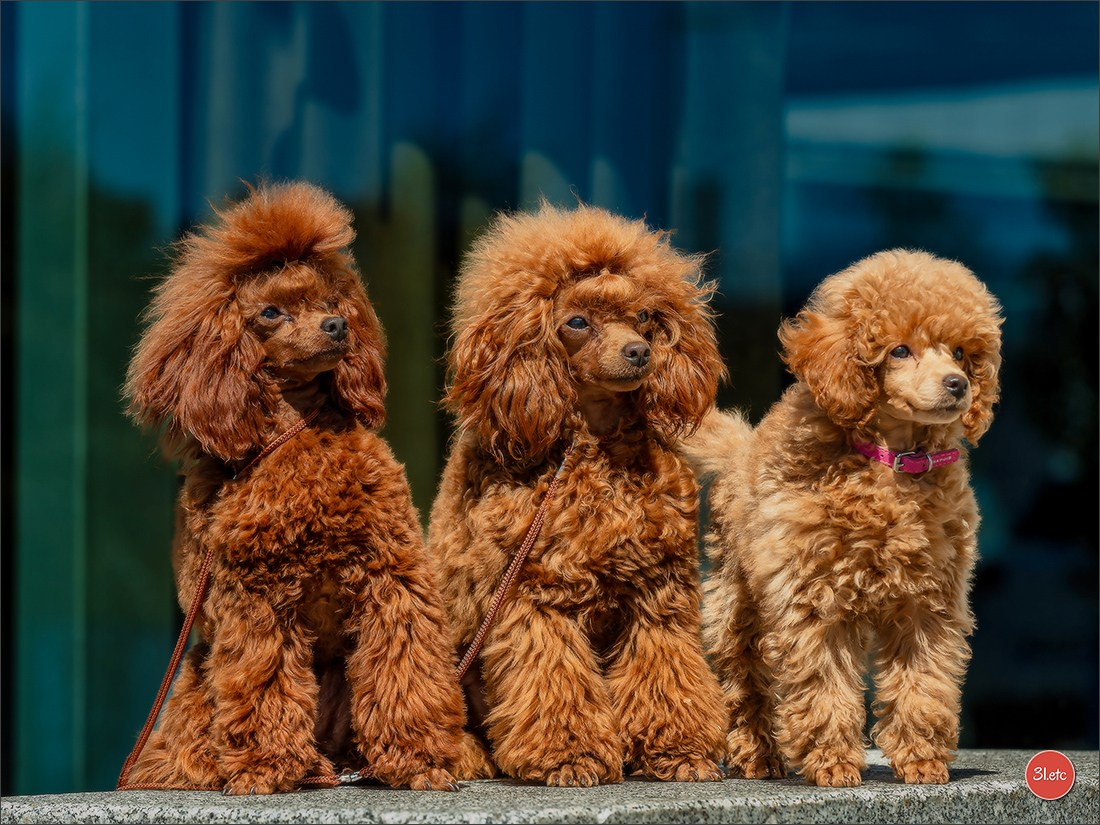 Photographie animalière. Photographe à Strasbourg | Portraits, Studio, Enfants, Événements