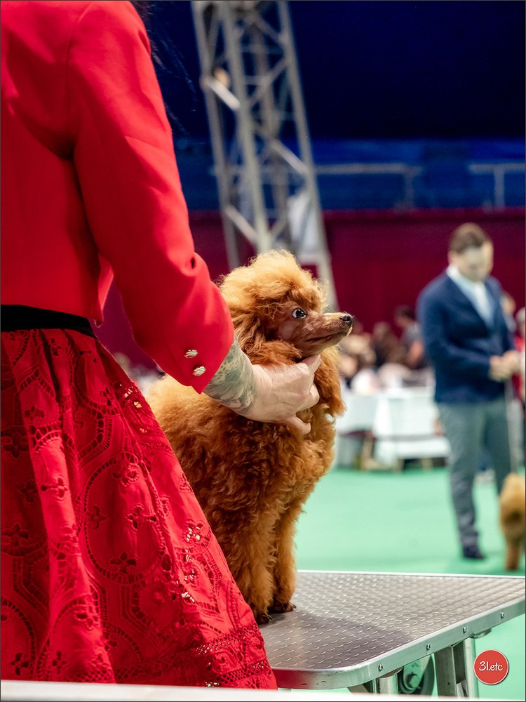 Expo canine 🇲🇨  Monaco 10-11/05/2025. Photographe à Strasbourg | Portraits, Studio, Enfants, Événements