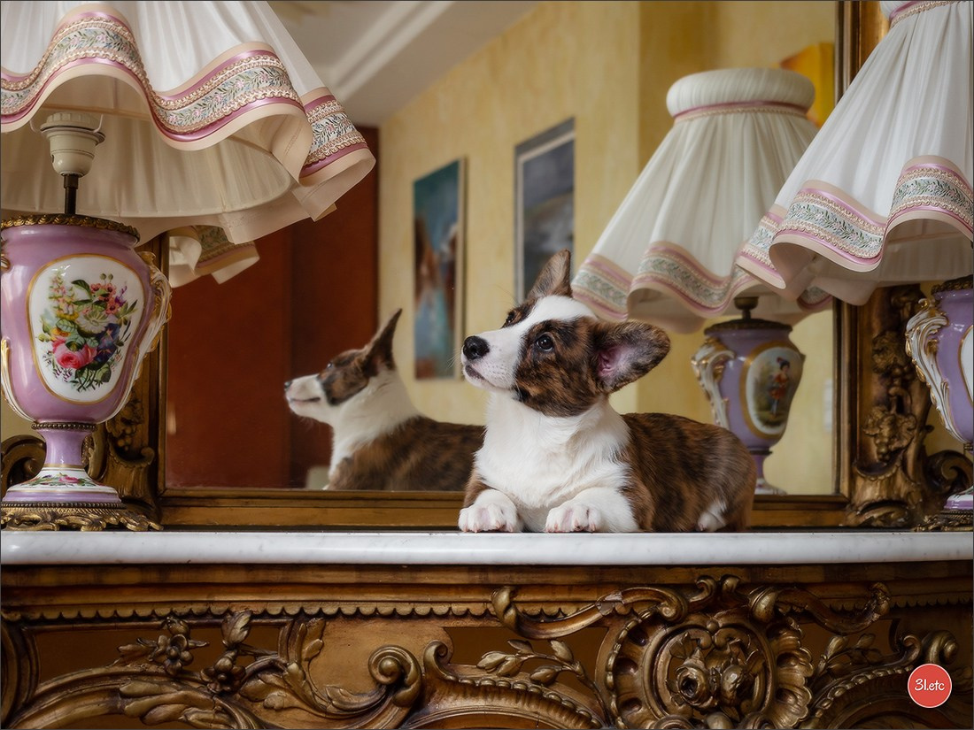 Photographie animalière. Photographe à Strasbourg | Portraits, Studio, Enfants, Événements