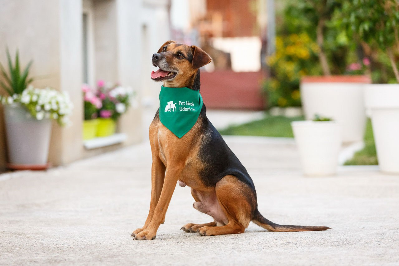 Elegantan pas sa zelenom maramom uživa u dvorištu – fotografija za vlasnike kućnih ljubimaca.