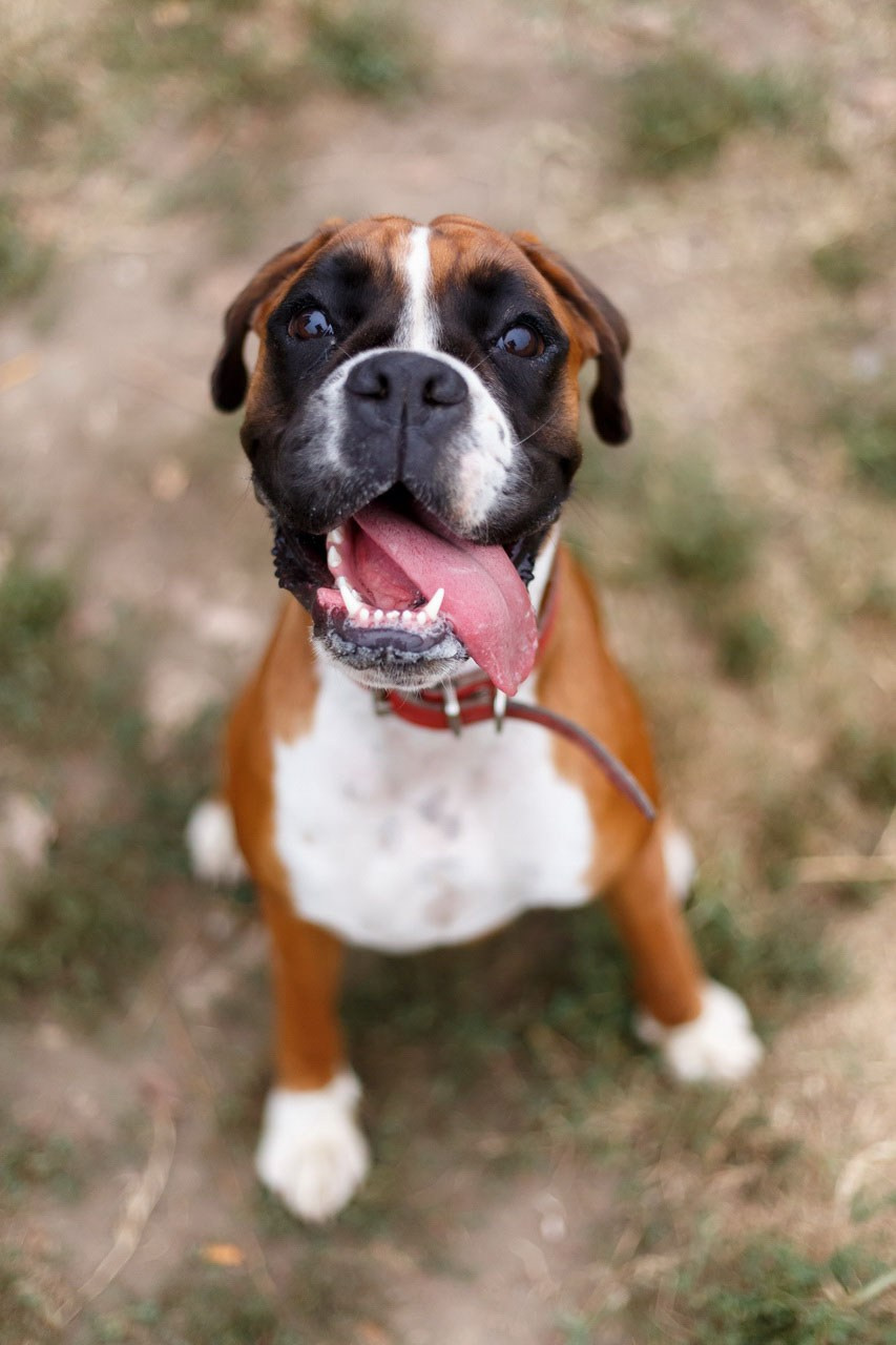 Veseli bokser pas sa smešnim izrazom lica – idealan portret ljubimca.