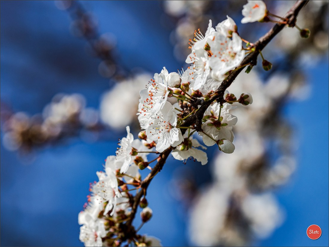 Spring came to Strasbourg in late February. Photographe à Strasbourg | Portraits, Studio, Enfants, Événements