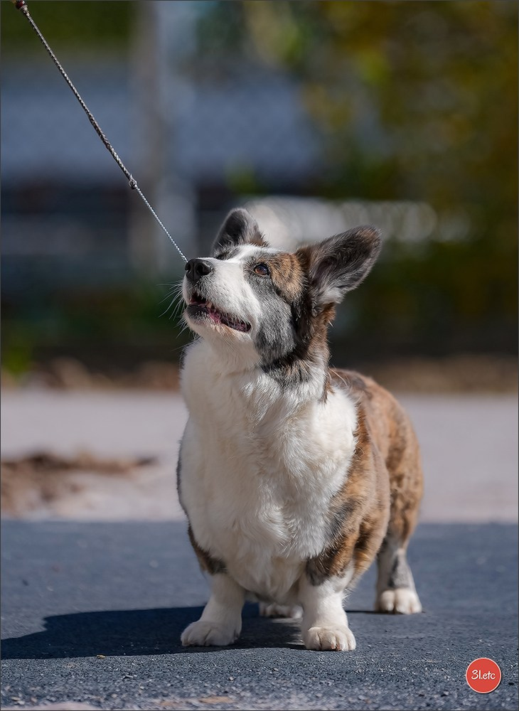 TEST ::: Sony Alpha 7 V (ILCE-7M5) 70-200mm f/2.8 GM II OSS. Photographe à Strasbourg | Portraits, Studio, Enfants, Événements