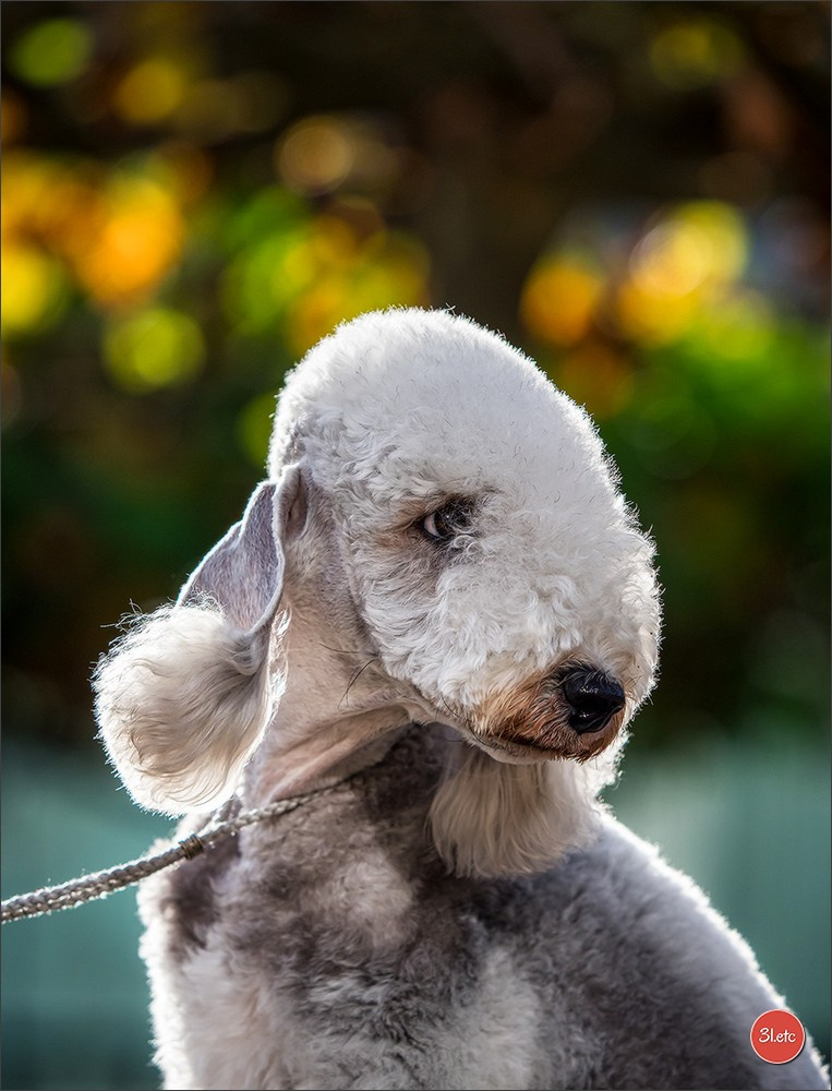 Photographie animalière. Photographe à Strasbourg | Portraits, Studio, Enfants, Événements