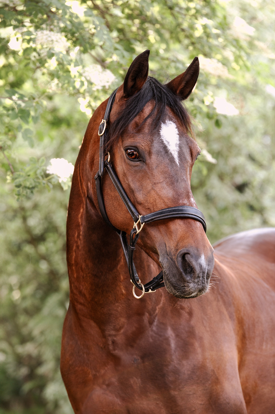 Pferdefotografie. Tierfotografie und Familienfotografie in der Hallertau