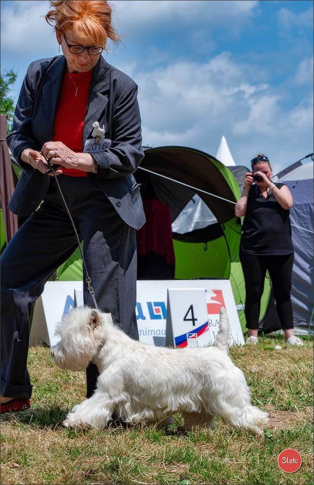 Championnat de France du chien de race  🇫🇷  DIJON (château de Brognon) 7-8/06/2025. Photographe à Strasbourg | Portraits, Studio, Enfants, Événements