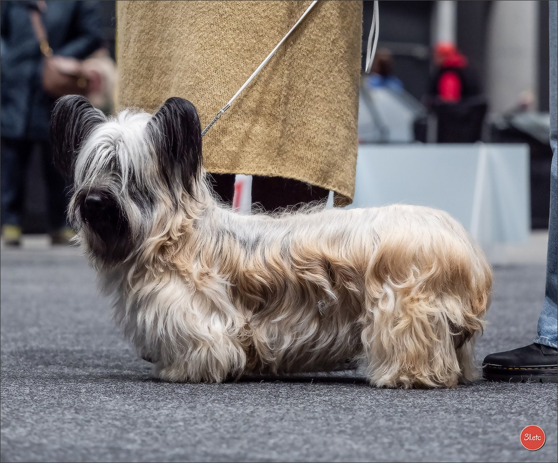 🇩🇪 Offenburg International Dogshow 15-16.03.25 🇩🇪. Photographe à Strasbourg | Portraits, Studio, Enfants, Événements