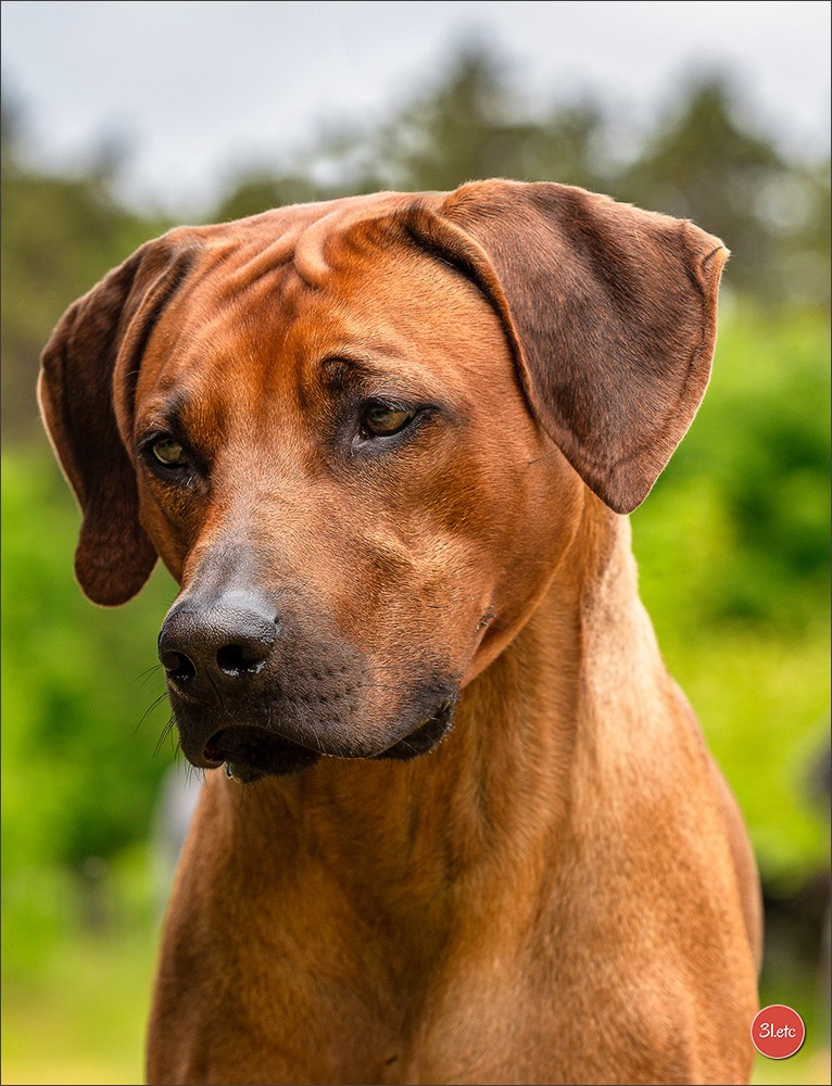 Photographie animalière. Photographe à Strasbourg | Portraits, Studio, Enfants, Événements