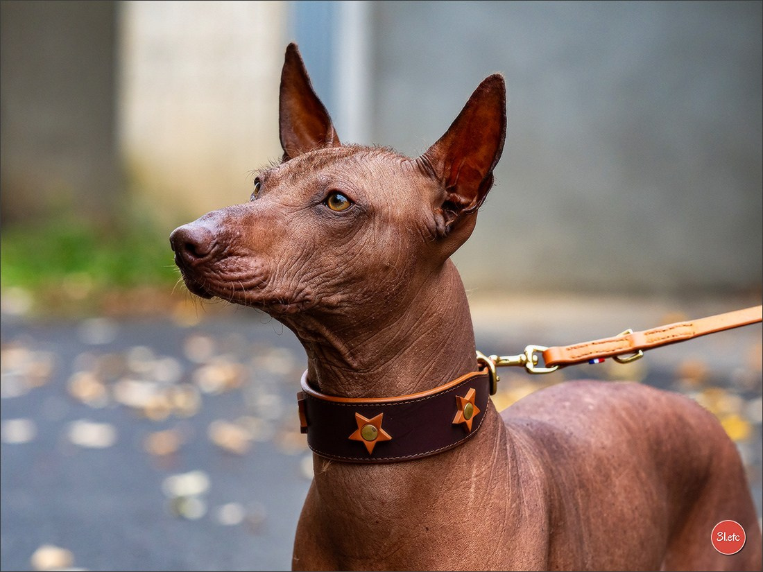 Expo canine 🇫🇷 Poitiers 18-19/10/2025. Photographe à Strasbourg | Portraits, Studio, Enfants, Événements
