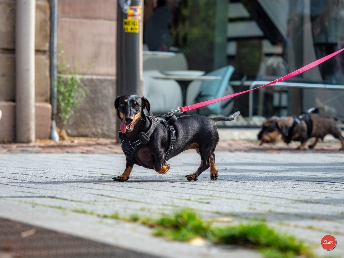 Teckels Parade Strasbourgeoise  Vous pouvez voir le galerie de photos. Photographe à Strasbourg | Portraits, Studio, Enfants, Événements