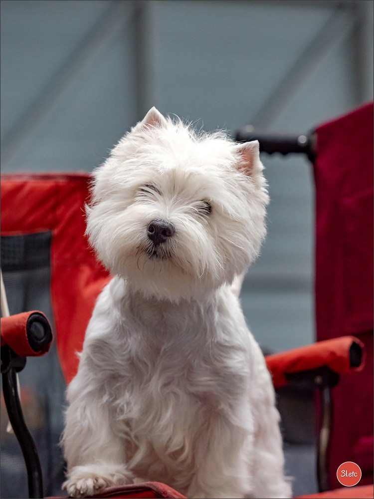 Photographie animalière. Photographe à Strasbourg | Portraits, Studio, Enfants, Événements