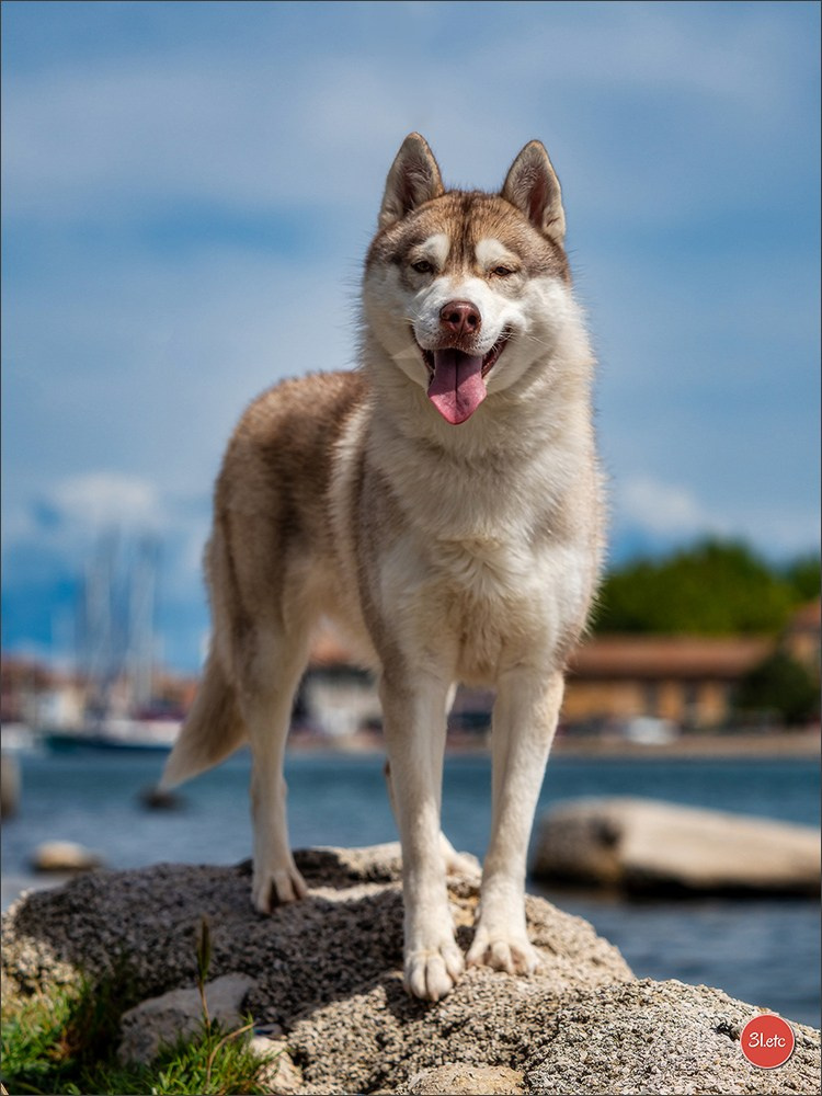 Expo canine 🇫🇷 Martigues  19-20/04/2025. Photographe à Strasbourg | Portraits, Studio, Enfants, Événements