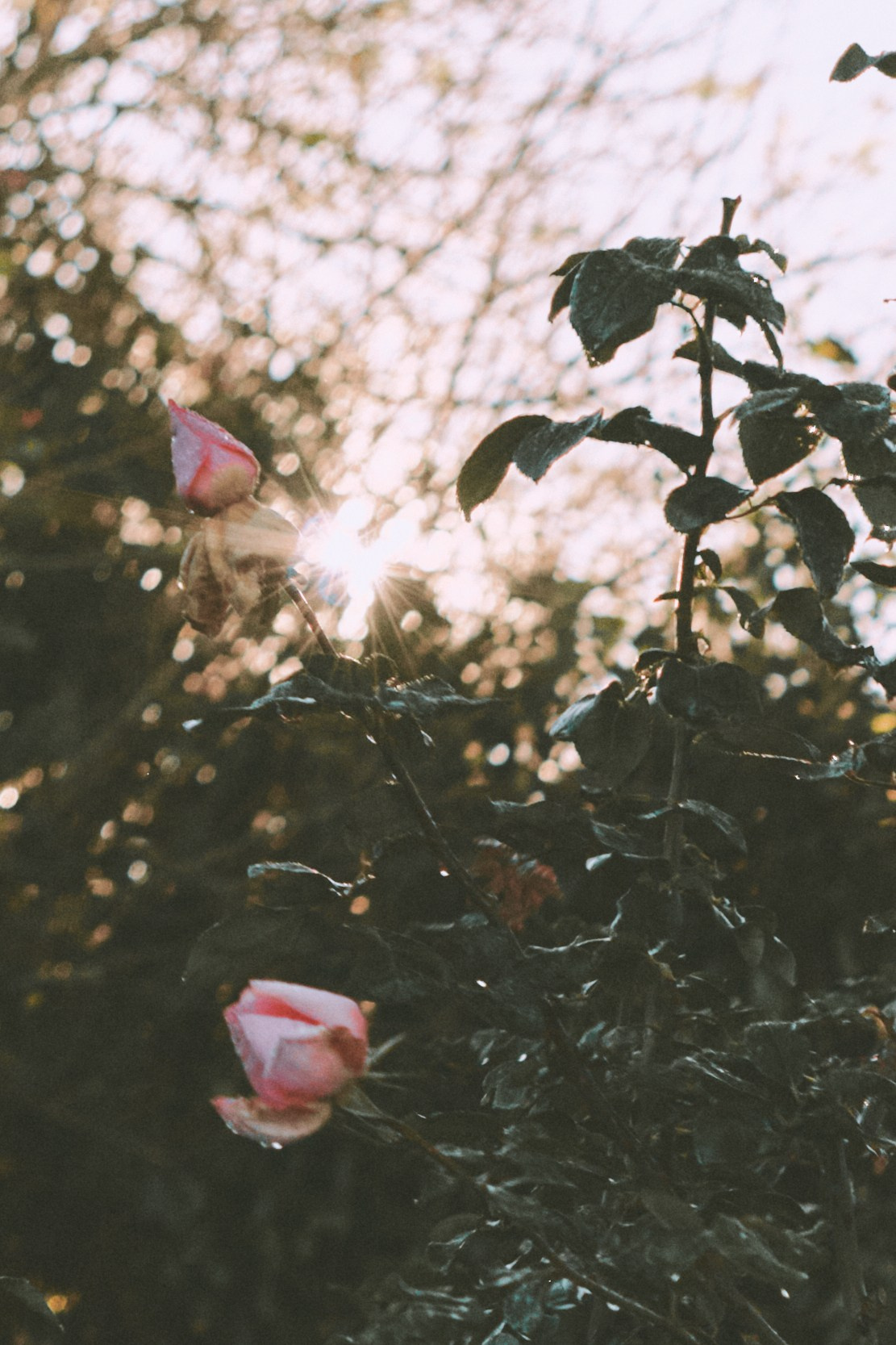 A rose is a rose is a rose. Photographer Cape Town | фотограф Кейптаун