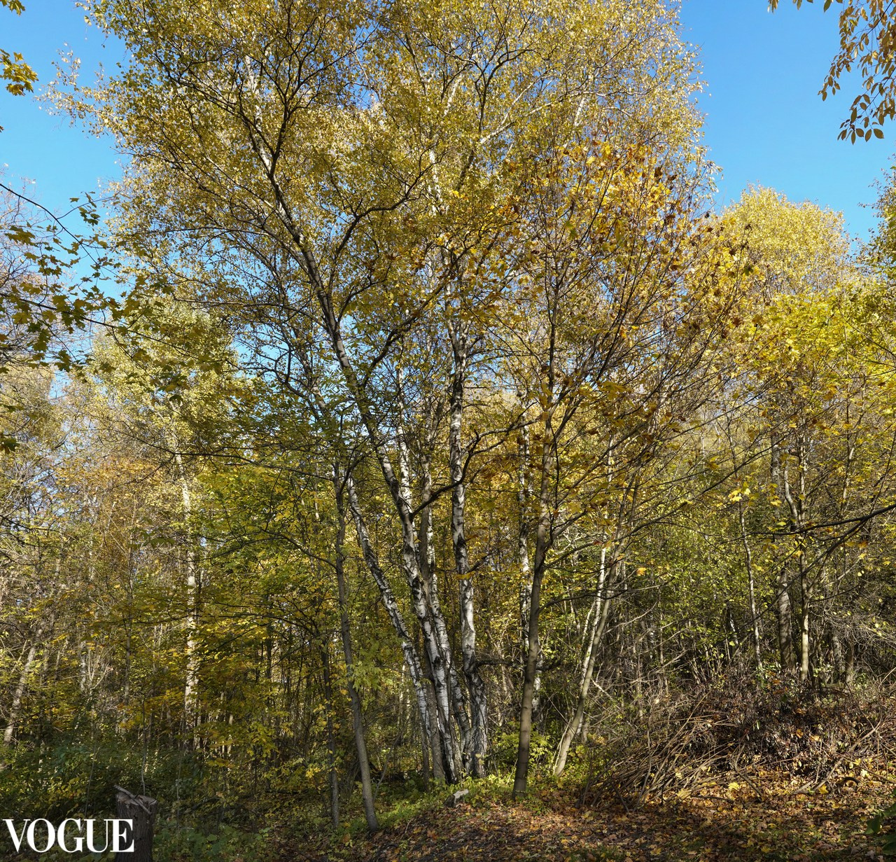 Сказка подмосковного леса. Суть фотографии в стиле изобразительного искусства