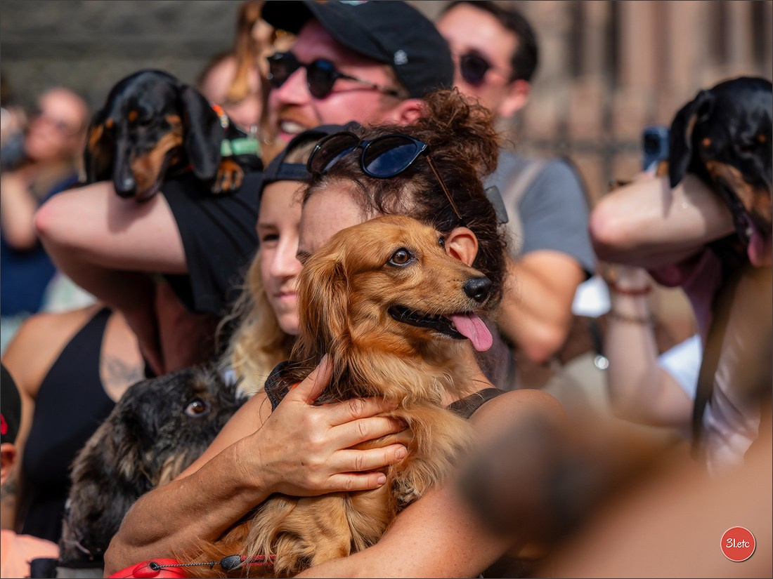 Teckels Parade Strasbourgeoise  Vous pouvez voir le galerie de photos. Photographe à Strasbourg | Portraits, Studio, Enfants, Événements