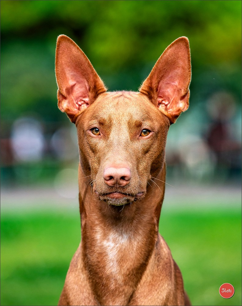 Exposition Canine à Karlsruhe 28-29/09/2024. Photographe à Strasbourg | Portraits, Studio, Enfants, Événements