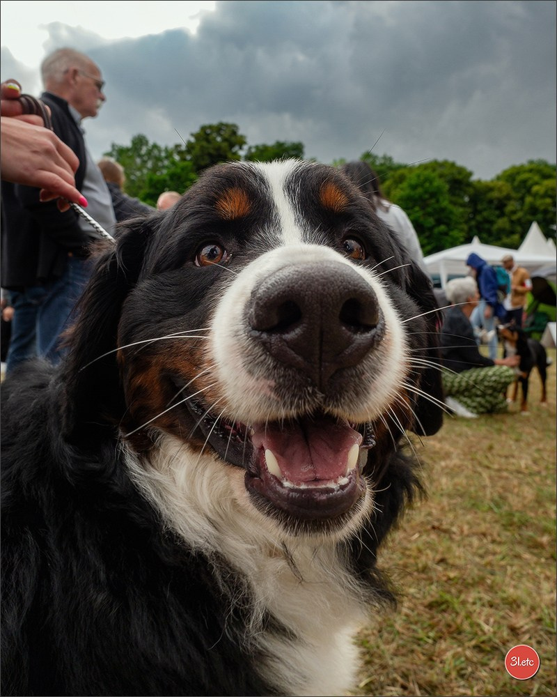 Championnat de France du chien de race  🇫🇷  DIJON (château de Brognon) 7-8/06/2025. Photographe à Strasbourg | Portraits, Studio, Enfants, Événements