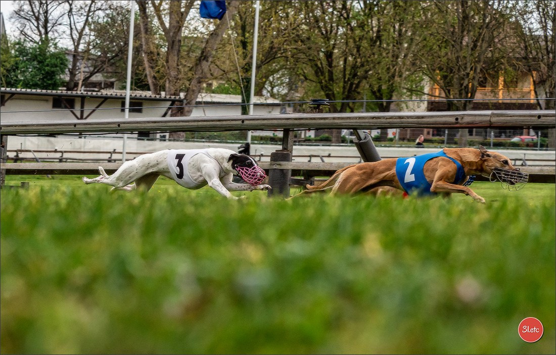 Der Windhund-Rennverein Kurpfalz e.V. (WRV-Kurpfalz) ist ein Windhundverein mit einer wunderschönen Anlage inklusive einer modernen Rasen-Re. Photographe à Strasbourg | Portraits, Studio, Enfants, Événements