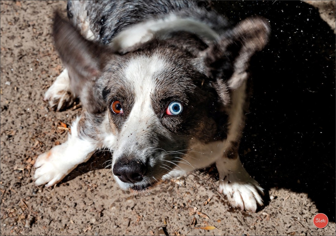 Photographie animalière. Photographe à Strasbourg | Portraits, Studio, Enfants, Événements