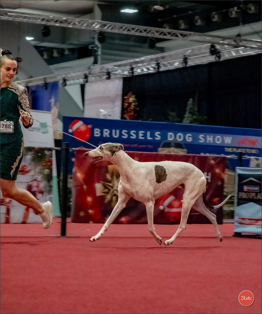 13-14.12.2025   🇧🇪   Brussels Dog Show. Photographe à Strasbourg | Portraits, Studio, Enfants, Événements