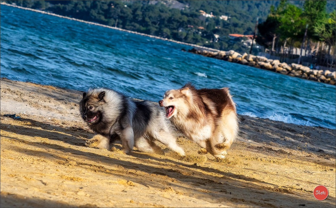 Expo canine 🇫🇷 Martigues  19-20/04/2025. Photographe à Strasbourg | Portraits, Studio, Enfants, Événements
