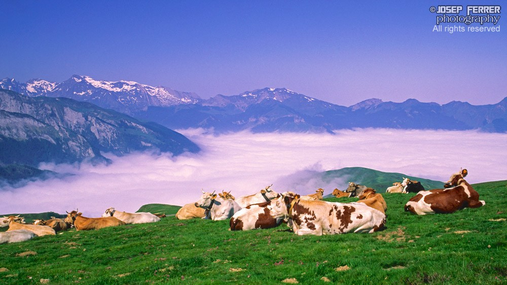 Cows, Col d'Aubisque, Pyrenees, France