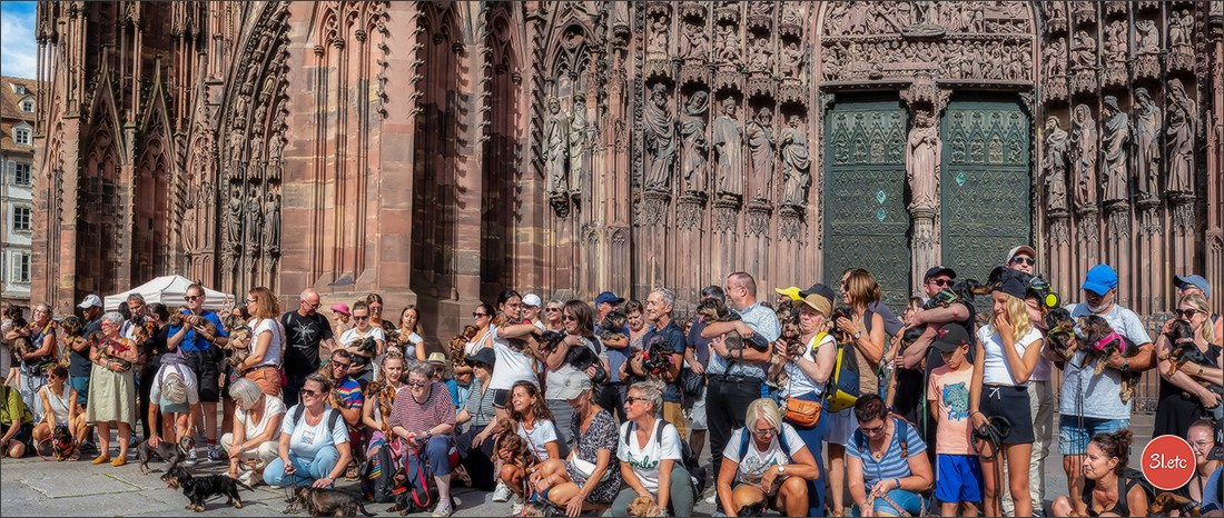 Teckels Parade Strasbourgeoise  Vous pouvez voir le galerie de photos. Photographe à Strasbourg | Portraits, Studio, Enfants, Événements