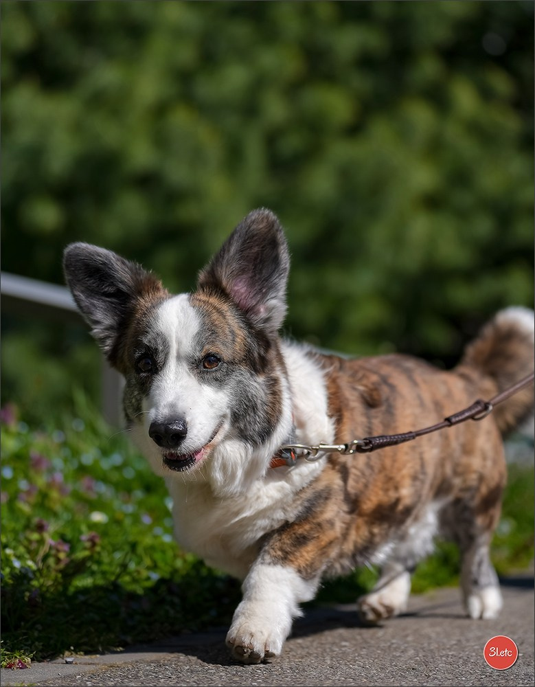 TEST ::: Sony Alpha 7 V (ILCE-7M5) 70-200mm f/2.8 GM II OSS. Photographe à Strasbourg | Portraits, Studio, Enfants, Événements
