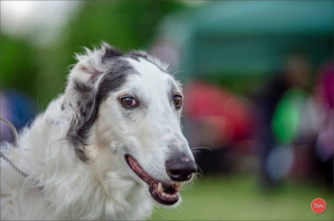 Dog Show Rieden 🇩🇪 16-18/05/2025. Photographe à Strasbourg | Portraits, Studio, Enfants, Événements