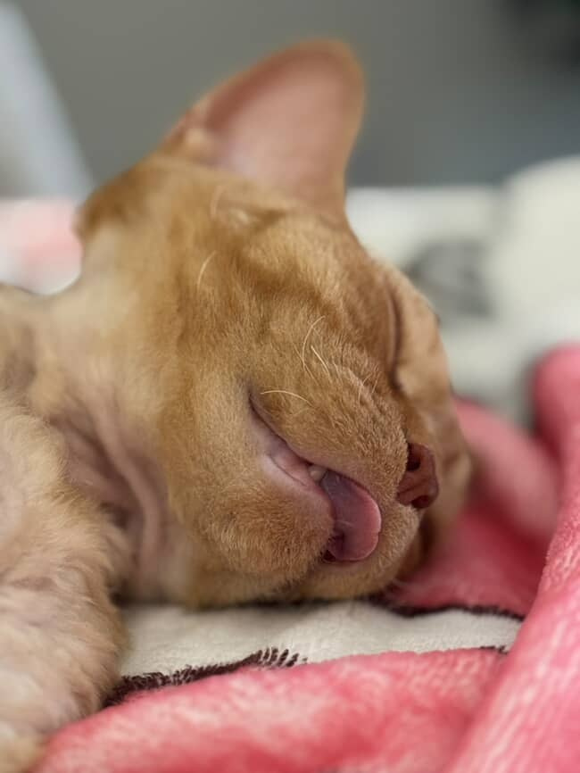 Dorito, boy, born on 06.06.24 SOLD. Devon Rex Pixie Cattery