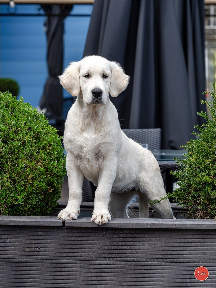 🇱🇺 LUXEMBOURG 🇱🇺 International Dog Show 🇱🇺 30/08 - 31/08/2025. Photographe à Strasbourg | Portraits, Studio, Enfants, Événements