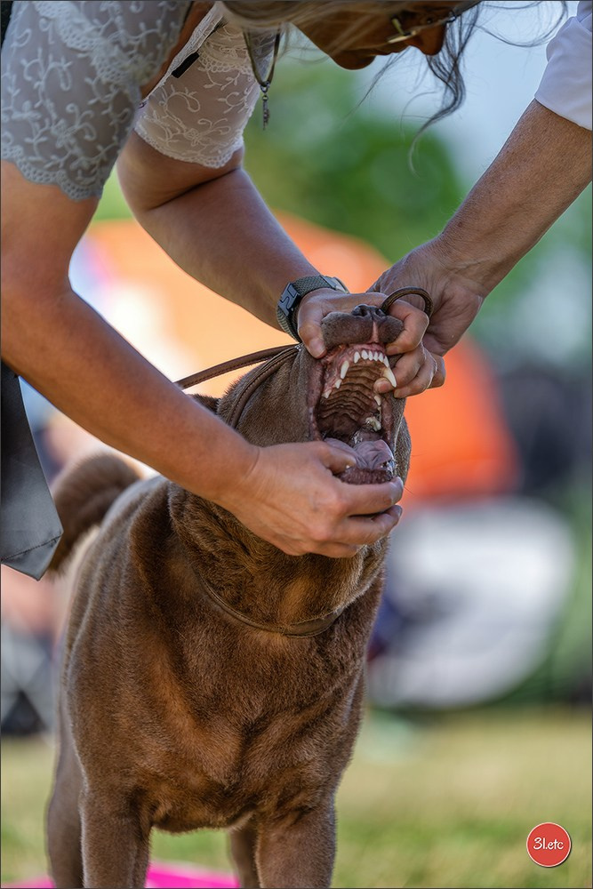 Dog Show - Hallbergmoos 🇩🇪 11-12/07/2026