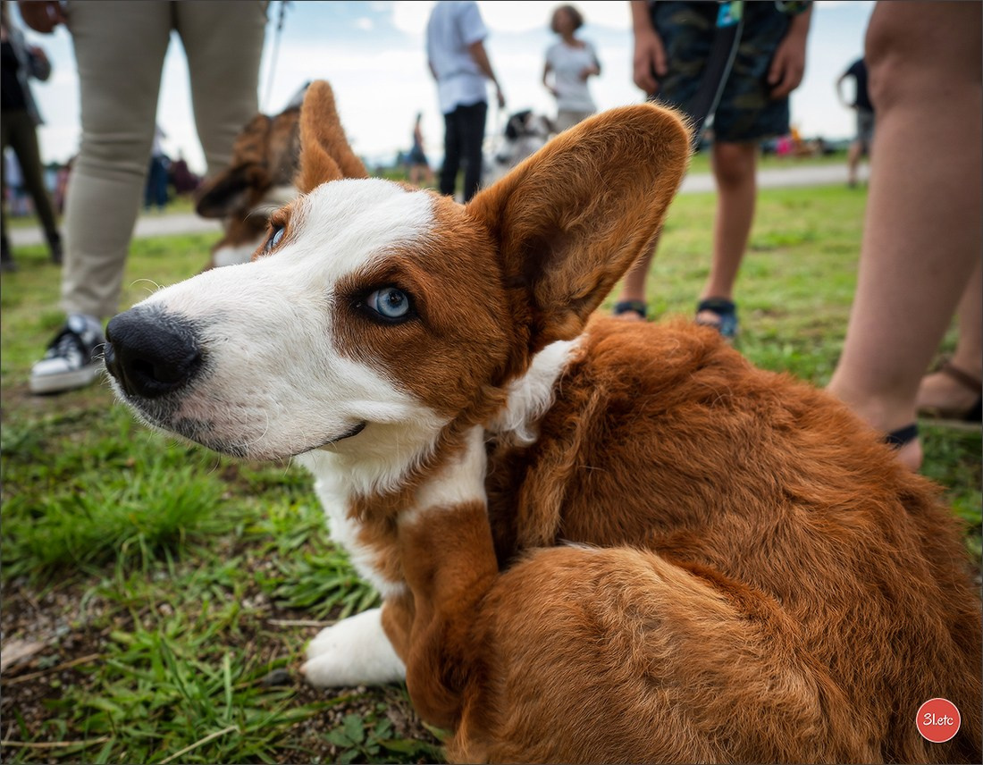 Photographie animalière. Photographe à Strasbourg | Portraits, Studio, Enfants, Événements