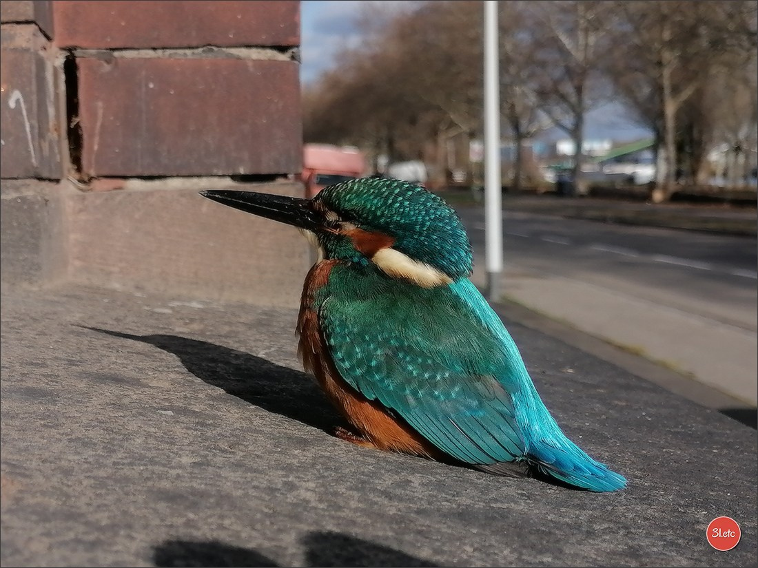 Photographie animalière. Photographe à Strasbourg | Portraits, Studio, Enfants, Événements