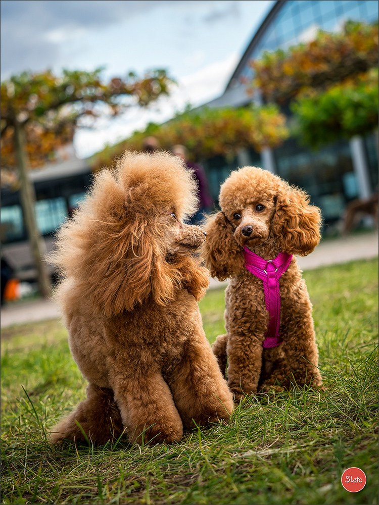 Dog Show in Karlsruhe 2023/11/11. Photographe à Strasbourg | Portraits, Studio, Enfants, Événements