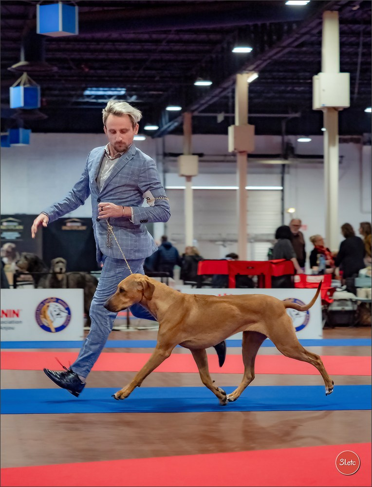 🇫🇷  Angers  🇫🇷  Expo canine  21-22/03/2026. Photographe à Strasbourg | Portraits, Studio, Enfants, Événements