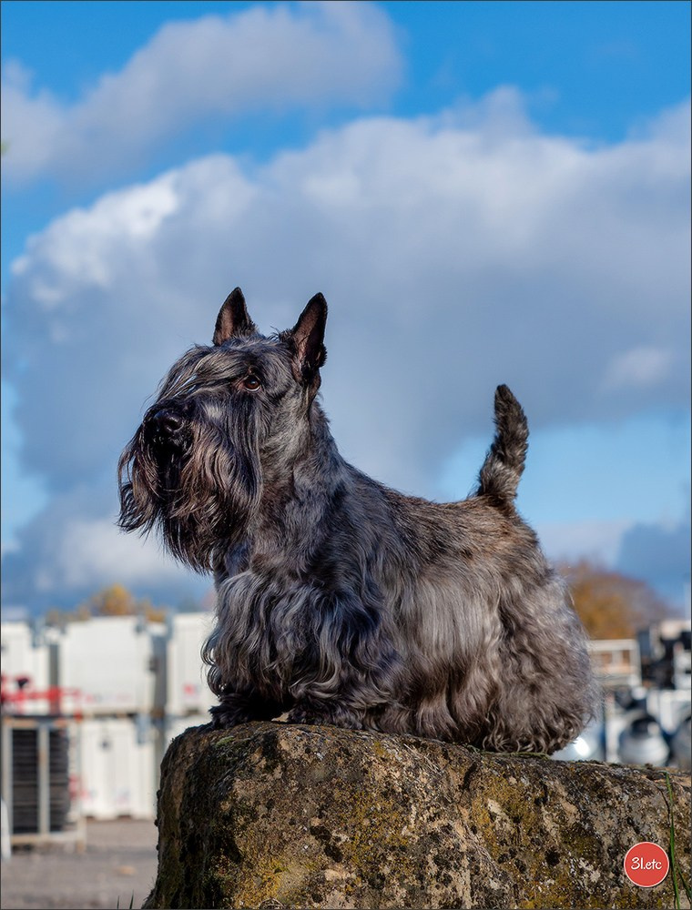 Expo canine  🇫🇷  Metz 08-09/11/2025. Photographe à Strasbourg | Portraits, Studio, Enfants, Événements