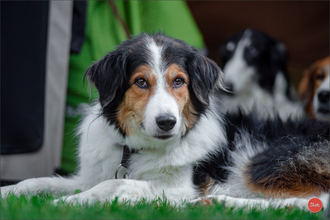 Dog Show Rieden 🇩🇪 16-18/05/2025. Photographe à Strasbourg | Portraits, Studio, Enfants, Événements