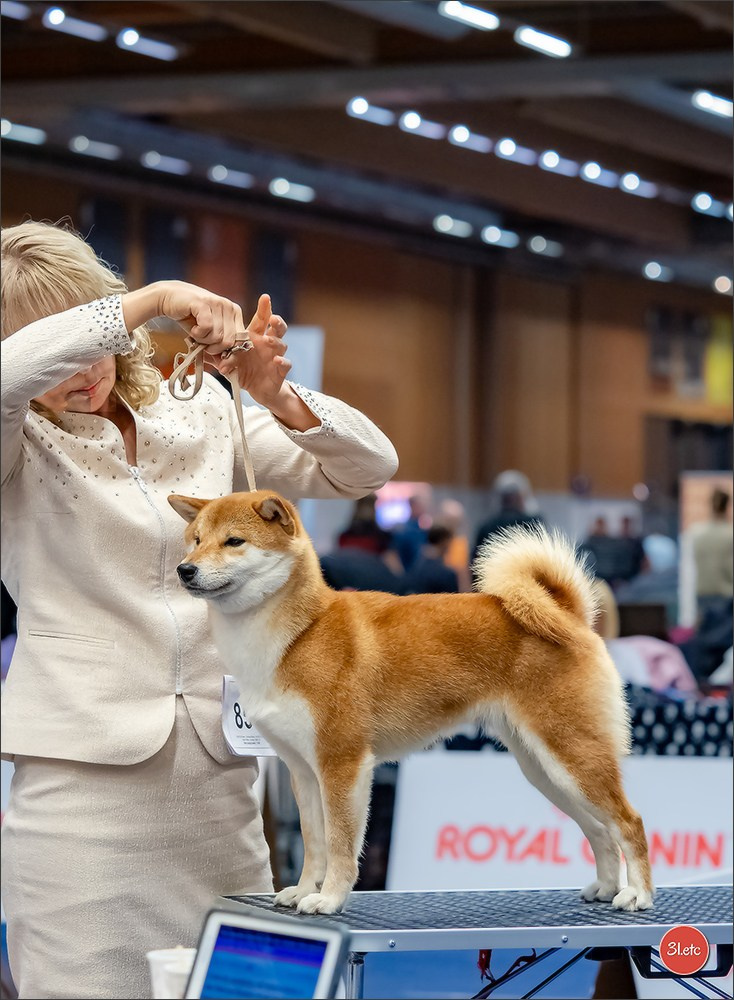 13-14.12.2025   🇧🇪   Brussels Dog Show. Photographe à Strasbourg | Portraits, Studio, Enfants, Événements