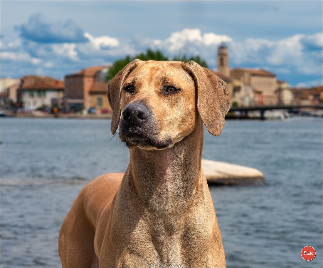 Expo canine 🇫🇷 Martigues  19-20/04/2025. Photographe à Strasbourg | Portraits, Studio, Enfants, Événements