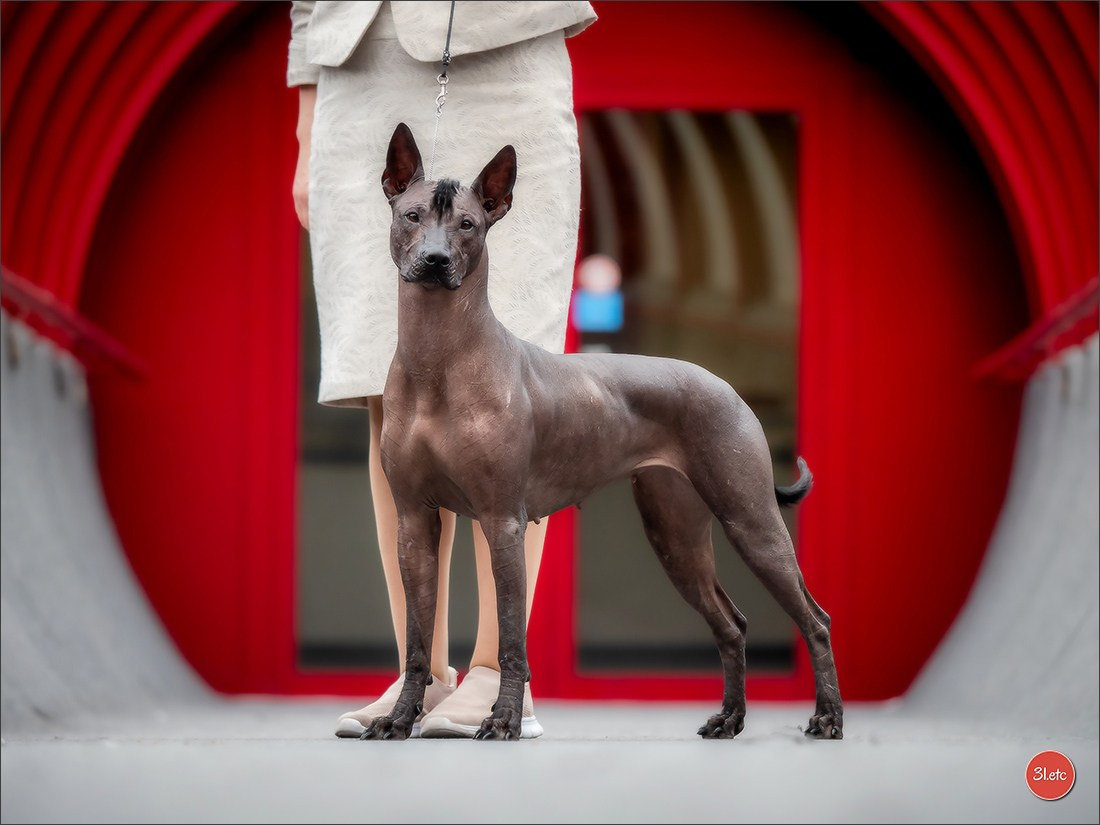 13-14.12.2025   🇧🇪   Brussels Dog Show. Photographe à Strasbourg | Portraits, Studio, Enfants, Événements