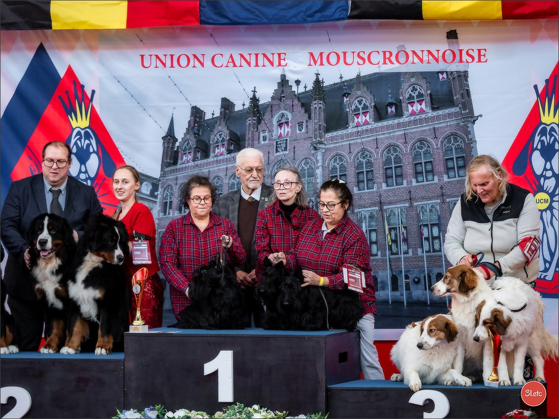 À l'exposition de Mouscron 🇧🇪 #dogshow #dogsphotography #expocanine #photopets #pets #dogs #aminalier #animals #mouscron #mouscron2025. Photographe à Strasbourg | Portraits, Studio, Enfants, Événements
