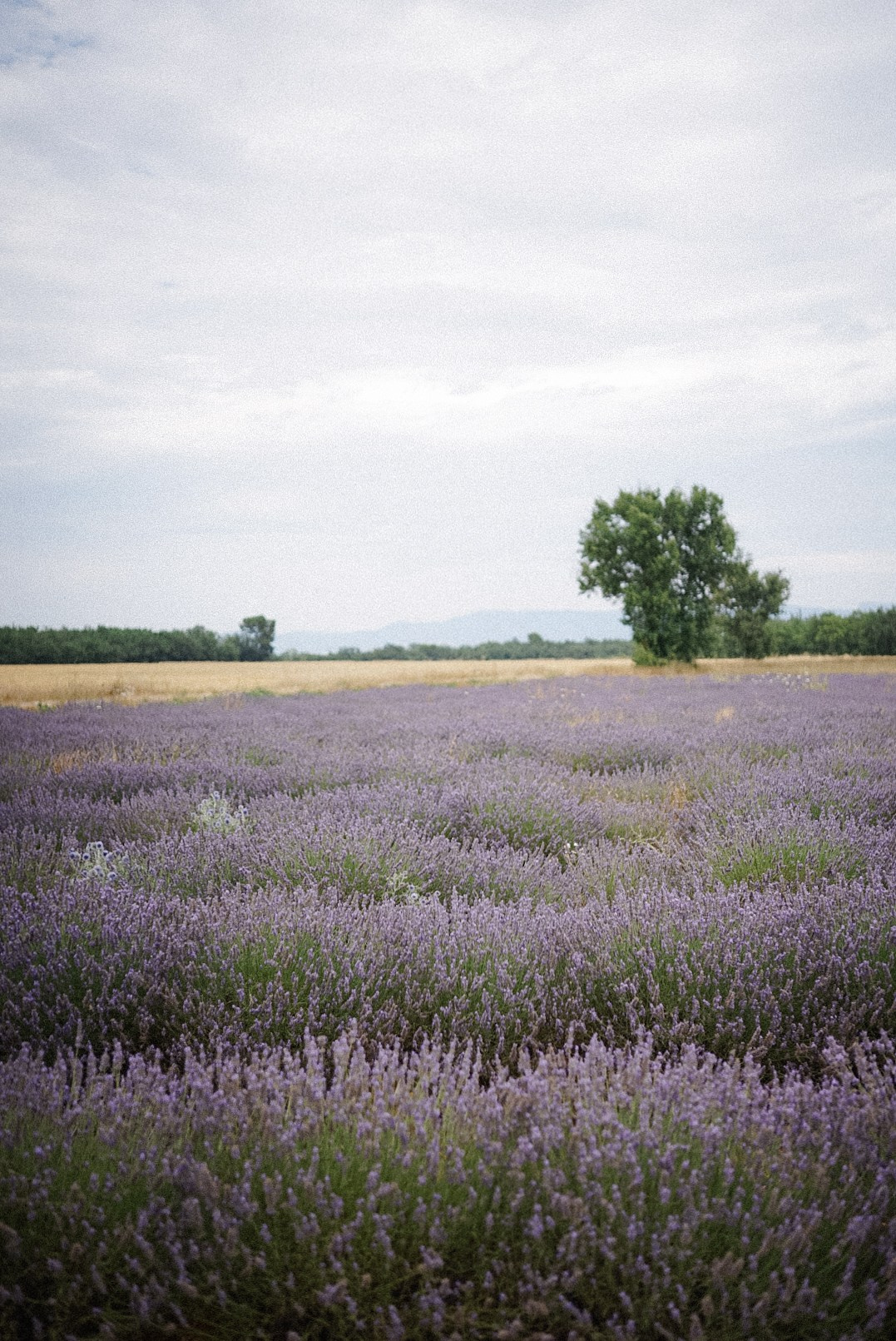 Le Verdon (Quinson, Esparron). Photographe à la Seyne sur Mer, Var